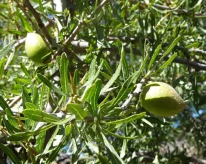 Argan Oil Benefits: Evidence-Based Benefits for Skin, Hair & Nails